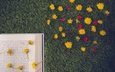 цветы, трава, лепестки, одуванчики, книга, страница