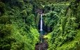 деревья, камни, зелень, лес, скала, водопад, тропики, джунгли, samoa