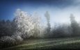деревья, природа, зима, туман, иней