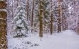 дорога, деревья, снег, лес, зима, стволы
