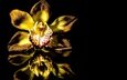 отражение, фон, цветок, черный, черный фон, жёлтая, орхидея