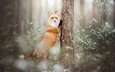 лес, зима, лиса, лисица, животное