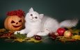 листья, кот, яблоки, кошка, осень, ягоды, животное, хэллоуин, тыква, каштаны, шотландская, длинношерстная