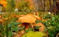 природа, фон, листва, осень, грибы