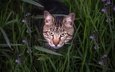 глаза, морда, цветы, трава, кот, взгляд, бенгальская кошка