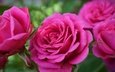 цветы, розы, лепестки, розовая роза