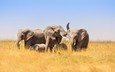 африка, слоны, саванна, слонята