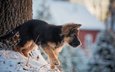 снег, дерево, зима, собака, дом, щенок, животное, ствол, немецкая овчарка, овчарка