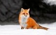 снег, зима, лиса, лисица, животное, лис