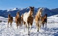 снег, зима, лошади, кони, табун