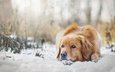 снег, зима, настроение, собака, золотистый ретривер