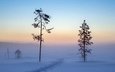 деревья, снег, зима, утро