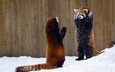 снег, животные, красная панда, панды, малая панда
