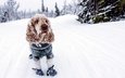 снег, зима, собака, холод, спаниель, кокер-спаниель