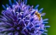 насекомое, цветок, пчела