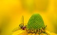 желтый, макро, насекомое, фон, цветок, пчела, рудбекия