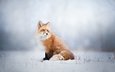 снег, зима, лиса, лисица, животное