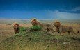 большая кошка, львы, лев, хищники, bing, прайд, 2017