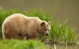 трава, вода, медведь, бурый медведь