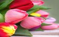 цветы, бутоны, весна, тюльпаны