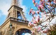 париж, весна, франция, эйфелева башня, магнолия