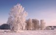 деревья, снег, природа, зима, пейзаж, иней