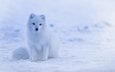снег, хищник, песец, полярная лисица, арктическая лиса