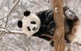 снег, дерево, панда, животное