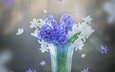 цветы, весна, белые, синие, стакан, гиацинты
