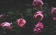 цветы, бутоны, розовый, куст, пионы