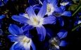 цветы, природа, синие, хионодокса