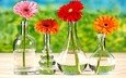 цветы, стол, бутылки, герберы, вазы