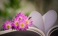 цветы, сердце, книга, хризантемы, боке, страницы