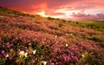 цветы, закат, пустыня, сша, полевые цветы, национальный парк, анза боррего