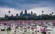 цветы, храм, лотосы, камбоджа, храмовый комплекс, ангкор-ват, пномпень