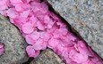 камни, макро, лепестки, розовые, сакура