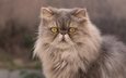 глаза, кот, мордочка, взгляд, пушистый, персидская кошка