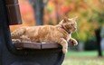 кот, кошка, осень, скамейка, рыжий, боке, рыжий кот