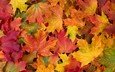 листья, разноцветные, осень, клен, кленовый лист