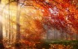 деревья, природа, лес, листья, лучи, осень, солнечные лучи