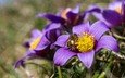 цветы, природа, насекомое, весна, пчела, анемоны, сон-трава, прострел