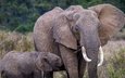 природа, слон, африка, уши, слоны, хобот, слоненок, бивни