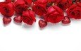 цветы, розы, красные, белый фон, сердечки, день святого валентина, валентинки