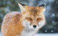 снег, зима, лиса, лисица, животное, закрытые глаза
