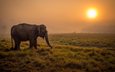закат, слон, африка, уши, дикая природа, саванна, хобот