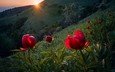 небо, цветы, деревья, горы, солнце, природа, закат, болгария, красные цветы, emil rashkovski