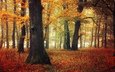 деревья, природа, лес, листья, осень