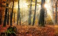 деревья, солнце, природа, лес, листья, осень