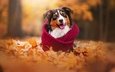 листья, осень, собака, шарф, австралийская овчарка, аусси