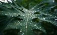 макро, капли, лист, дождь, растение